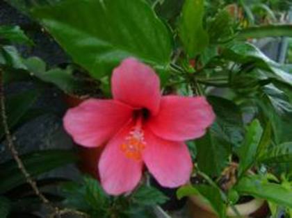 Hibiscus Tiny Tina