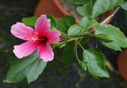 Hibiscus Tiny Tina