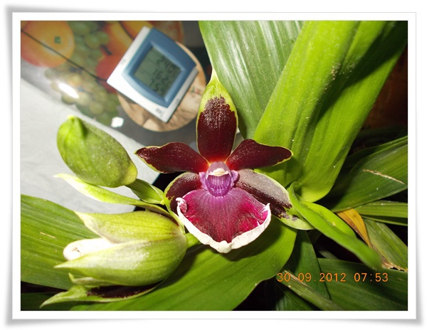 DSCN9554 reinflorit - Orhidee 2012