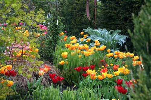 tulip-garden_large - adunate