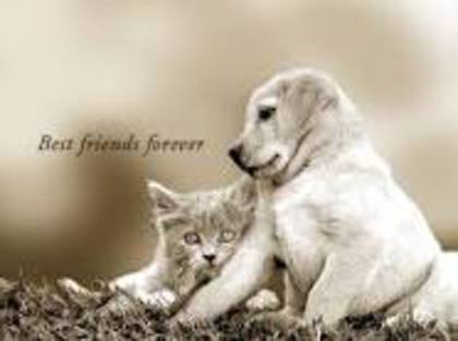 images15 - Best Friends Forever