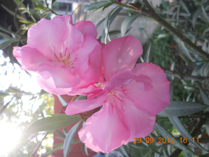 DSCN2037 - Oleandri 2011-2012-2013-2014-2015