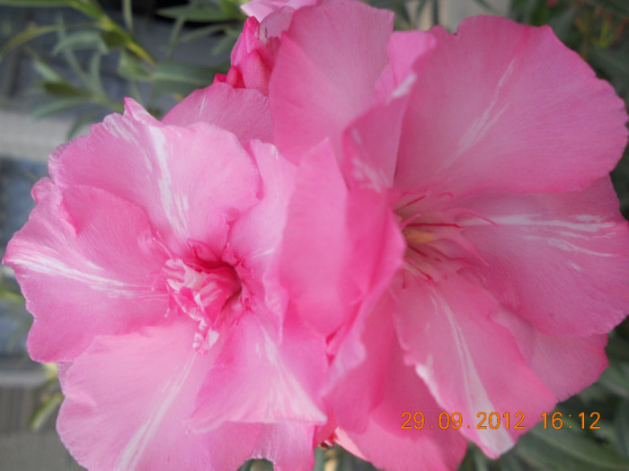 DSCN2038 - Oleandri 2011-2012-2013-2014-2015