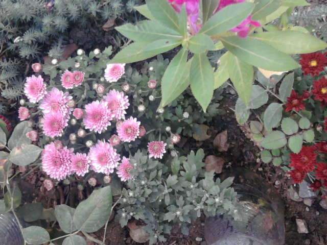 1 - crizanteme-tufanele