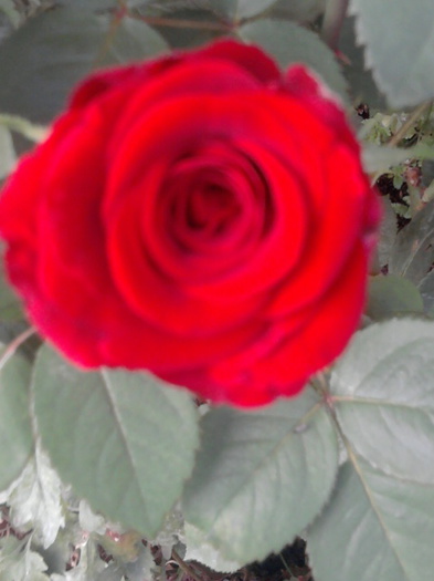 Fotografie1530 - trandafiri