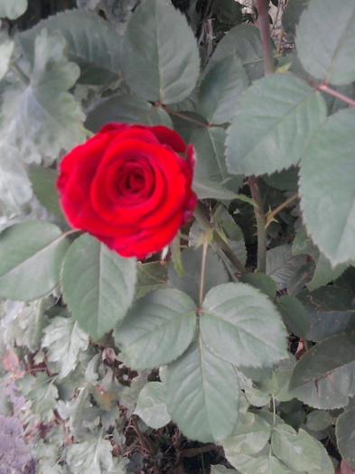 Fotografie1537 - trandafiri