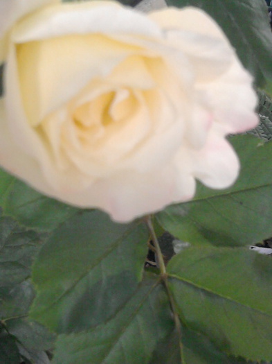 Fotografie1520 - trandafiri
