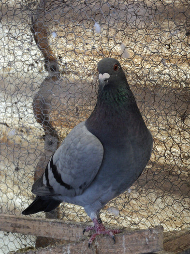 DSC02604 - 4- Porumbeii Mei 2012