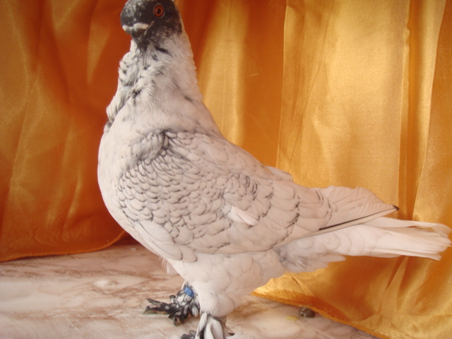 DSC02862 - 2012-TINERET