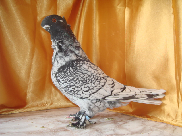 DSC02874 - 2012-TINERET