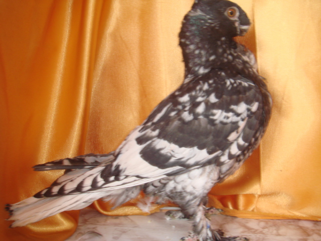 DSC02883