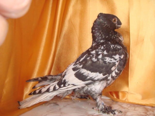 DSC02884