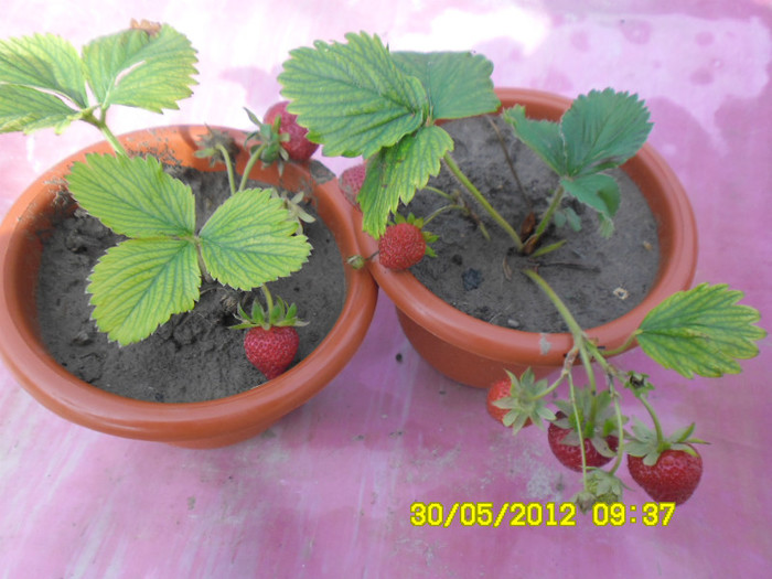 Capsuni la ghivece 12 - capsuni la ghivece