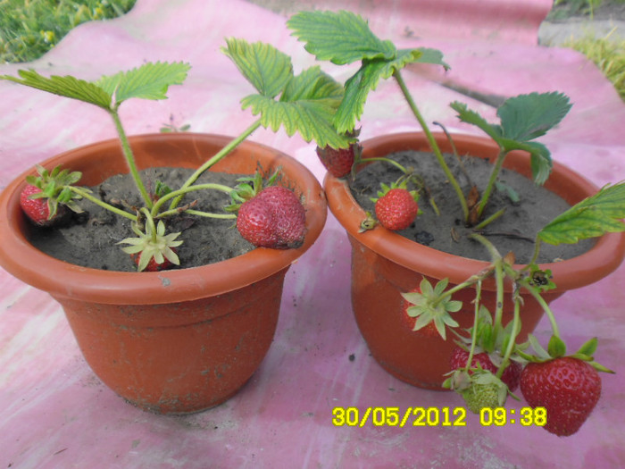 Capsuni la ghivece 13 - capsuni la ghivece