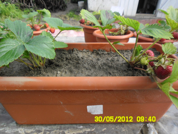 Capsuni la ghivece 16 - capsuni la ghivece