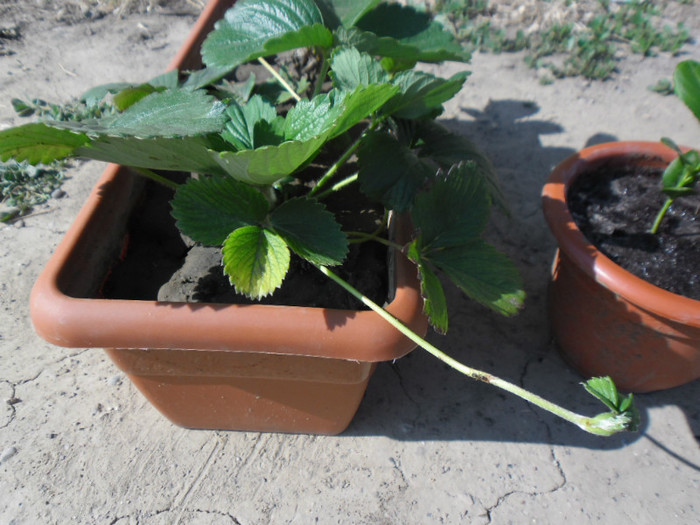 Capsuni la ghivece 18 - capsuni la ghivece