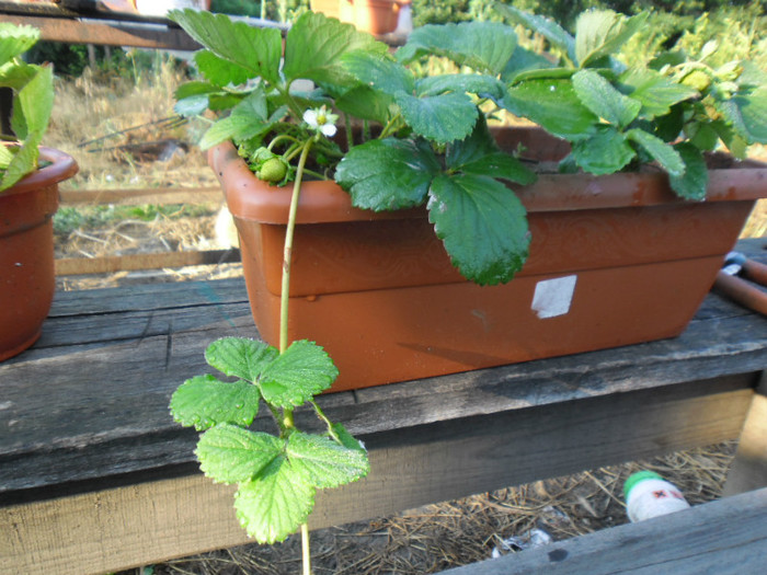 Capsuni la ghivece 20 - capsuni la ghivece