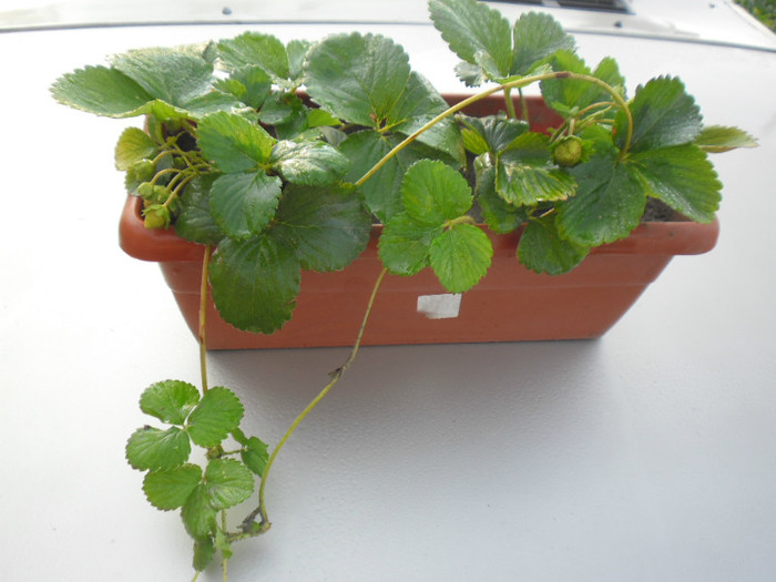 Capsuni la ghivece 24 - capsuni la ghivece