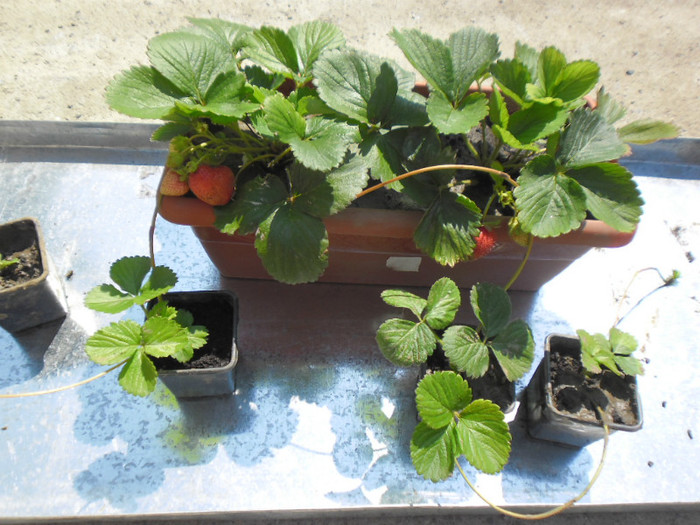 Capsuni la ghivece 27 - capsuni la ghivece