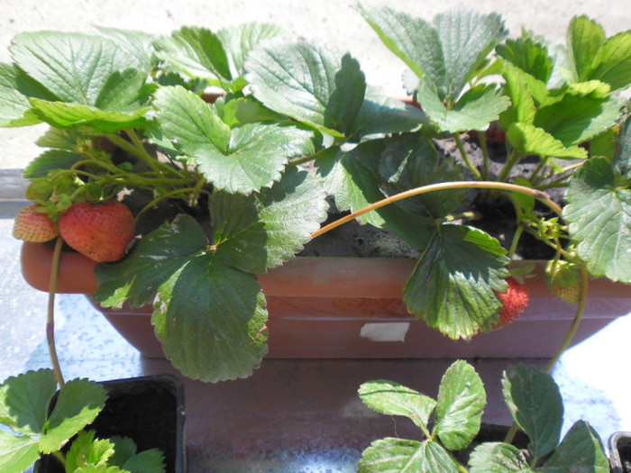 Capsuni la ghivece 29 - capsuni la ghivece