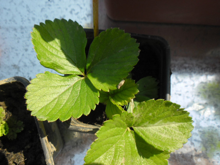 Capsuni la ghivece 32 - capsuni la ghivece