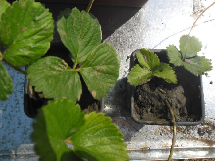 Capsuni la ghivece 33 - capsuni la ghivece