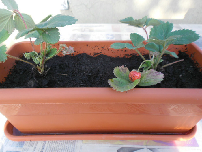 Capsuni la ghivece 35 - capsuni la ghivece