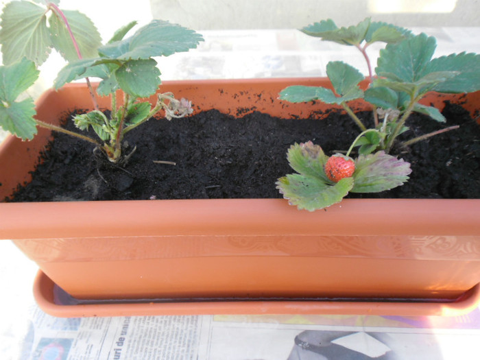 Capsuni la ghivece 36 - capsuni la ghivece