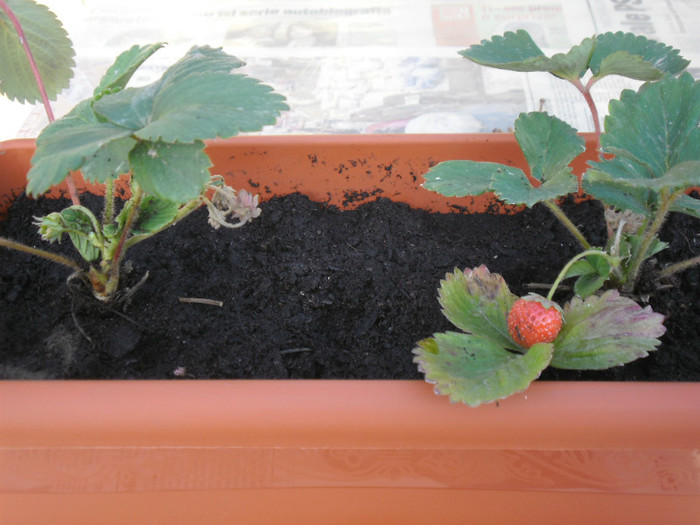 Capsuni la ghivece 37 - capsuni la ghivece