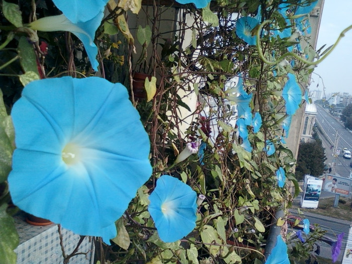 30 sept 2012-flori 005