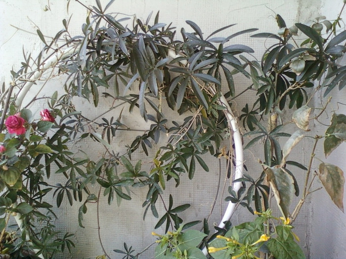 passiflora coerulea