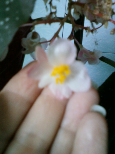 30 sept 2012-flori 017