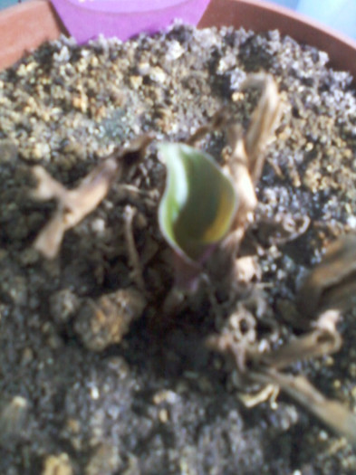 calathea crocata - septembrie 2012
