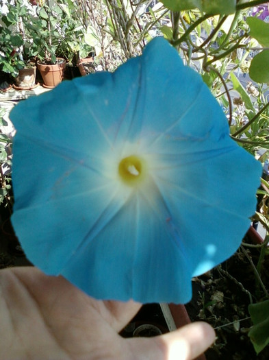 30 sept 2012-flori 029