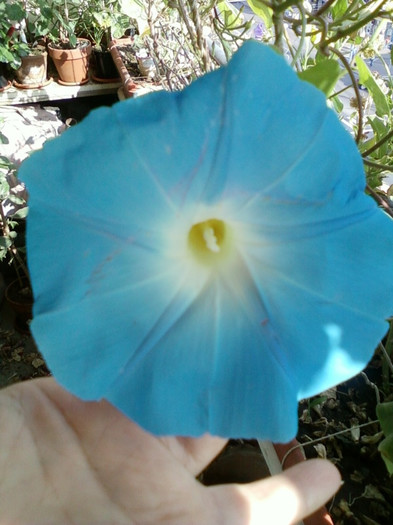 30 sept 2012-flori 031