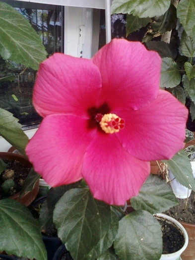 30 sept 2012-flori 001 - hibiscus -1