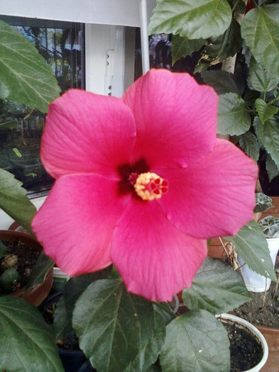 30 sept 2012-flori 002 - hibiscus -1