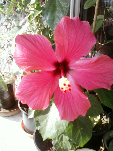 30 sept 2012-flori 026 - hibiscus -1