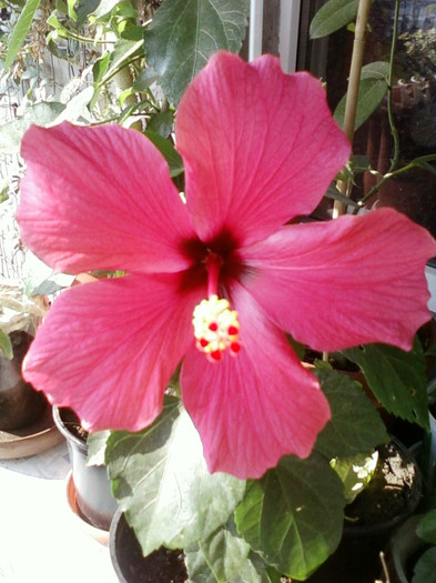 30 sept 2012-flori 028 - hibiscus -1