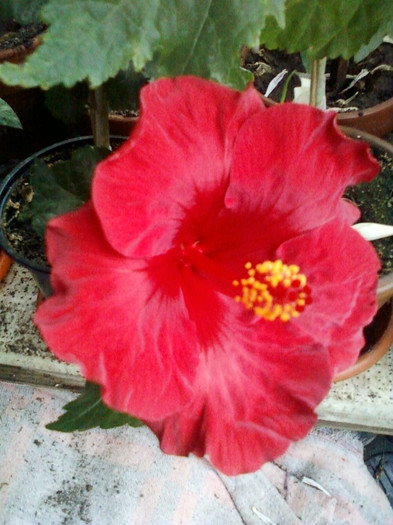 30 sept 2012-flori 057 - hibiscus -1