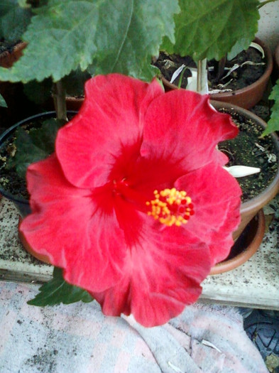 30 sept 2012-flori 059 - hibiscus -1