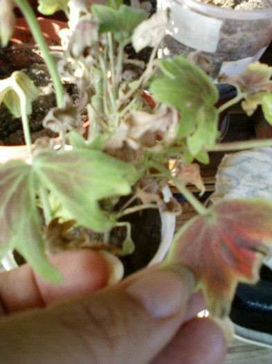 30 sept 2012-flori 023