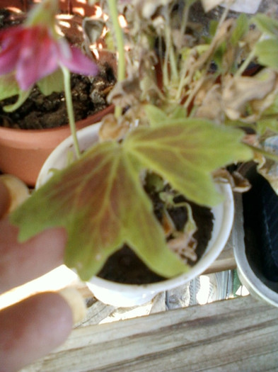 muscata ? decedata :(((