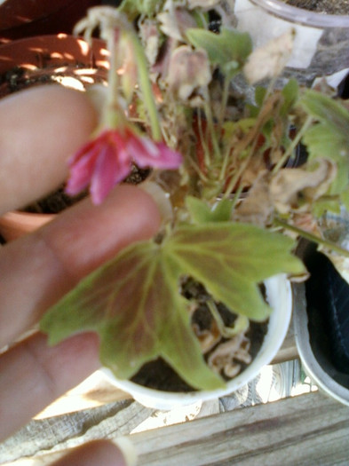 30 sept 2012-flori 025