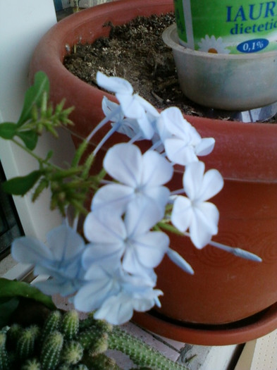 30 sept 2012-flori 011 - plumbago bleu