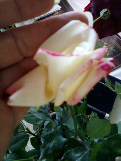 30 sept 2012-flori 044