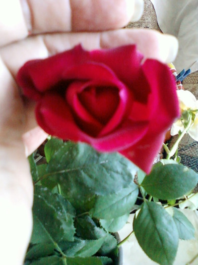 30 sept 2012-flori 046