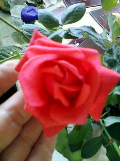 30 sept 2012-flori 041 - trandafiri de gradina