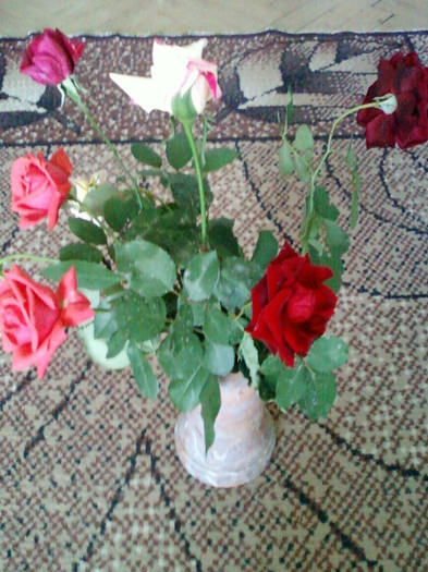 30 sept 2012-flori 047 - trandafiri de gradina