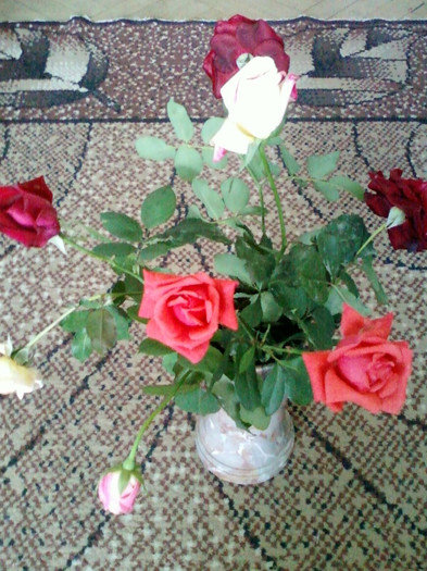 30 sept 2012-flori 052 - trandafiri de gradina